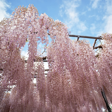 Wisteria in Ashikaga Flower Park