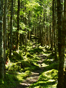 Mountain path to Karasawa-kosen