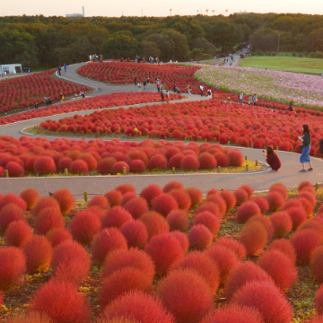 Kochia in Hitachi Seaside Park