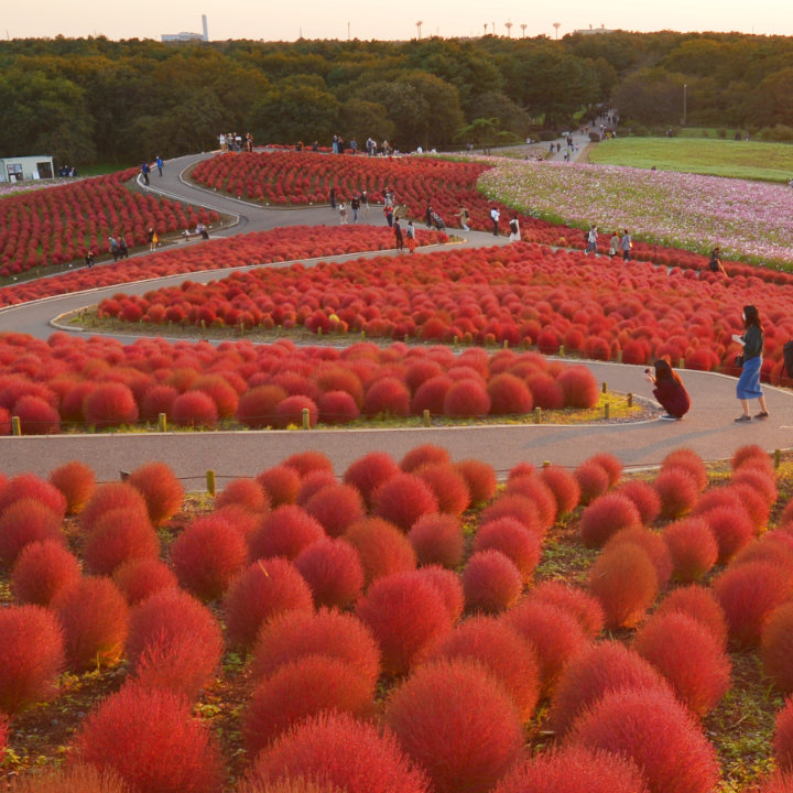 Kochia in Hitachi Seaside Park