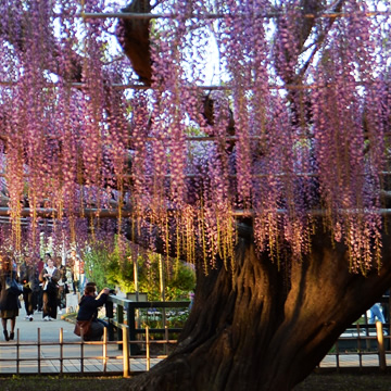 Wisteria in Ashikaga Flower Park