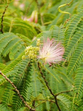 七沢温泉ネムノキの花