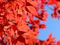 Autumn leaves in Oyama