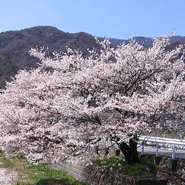 山梨韮崎白沢川沿いの桜