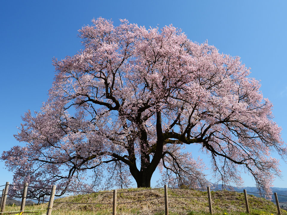 わに塚の桜