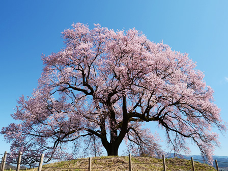 わに塚の桜