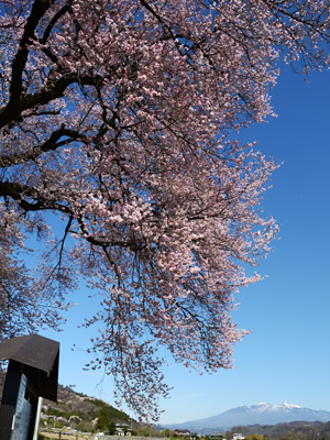 わに塚の桜