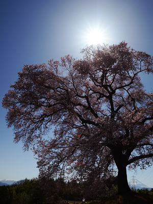 Sakura on Wanizuka