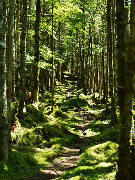 唐沢鉱泉への山道